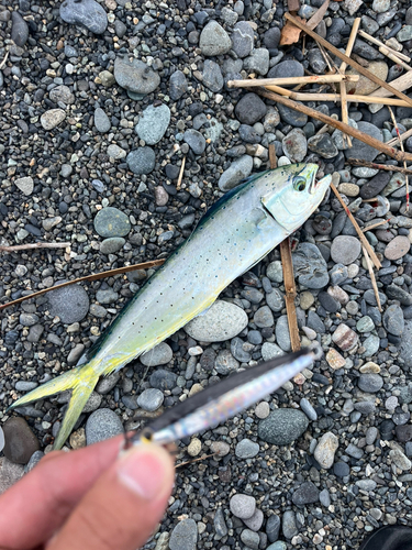 オオモンハタの釣果