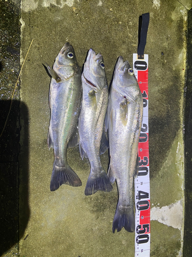 シーバスの釣果