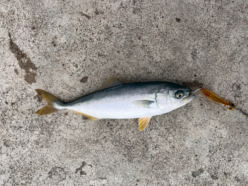 ワカシの釣果