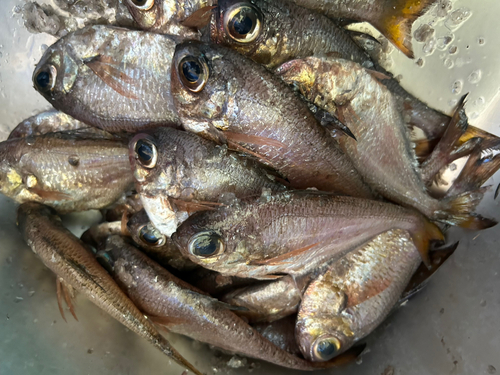 ミナミハタンポの釣果