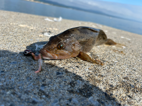 アイナメの釣果