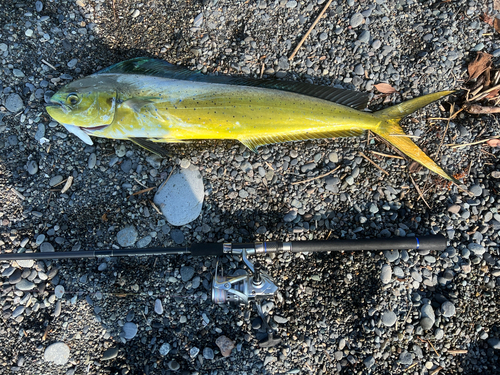 シイラの釣果