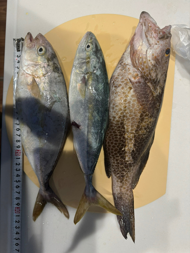 オオモンハタの釣果