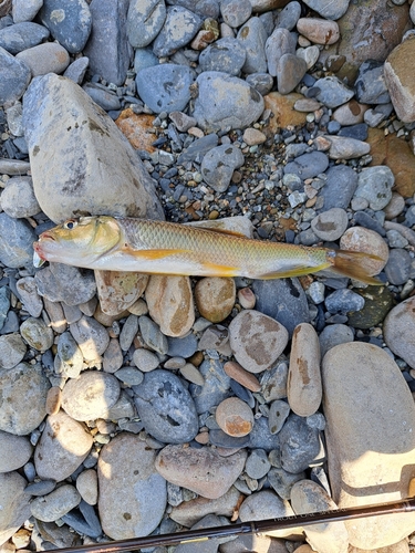 ハスの釣果