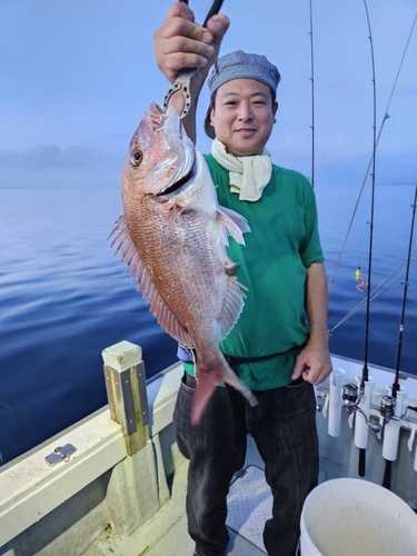 マダイの釣果