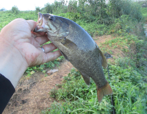 スモールマウスバスの釣果