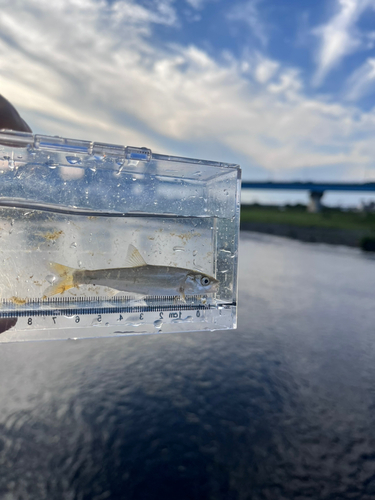 ウグイの釣果