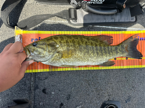 スモールマウスバスの釣果