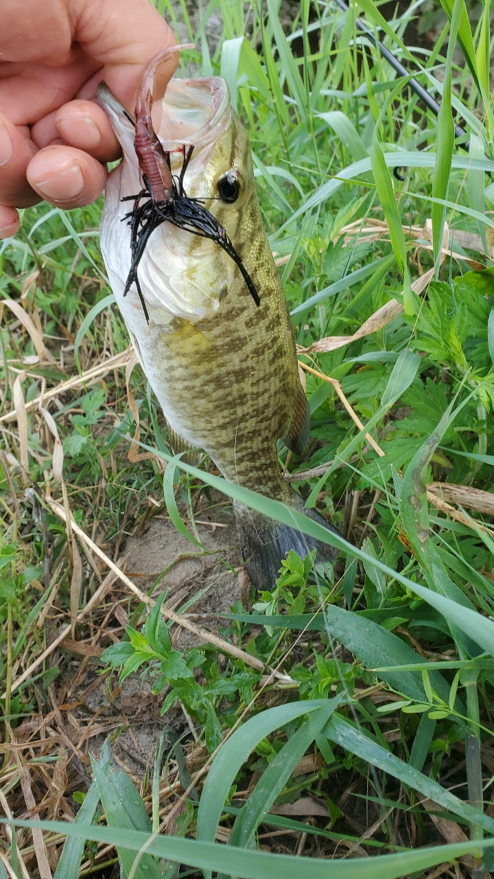 スモールマウスバス