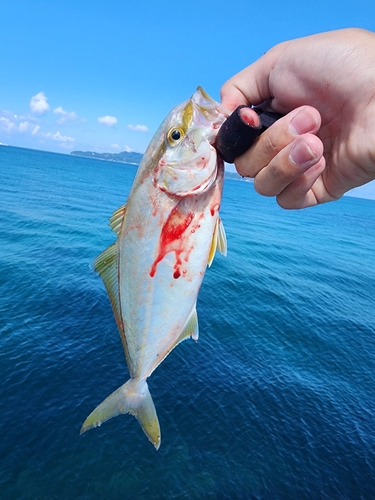 ネリゴの釣果