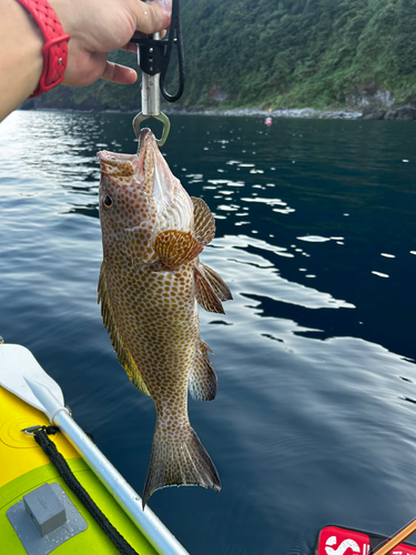 アカハタの釣果