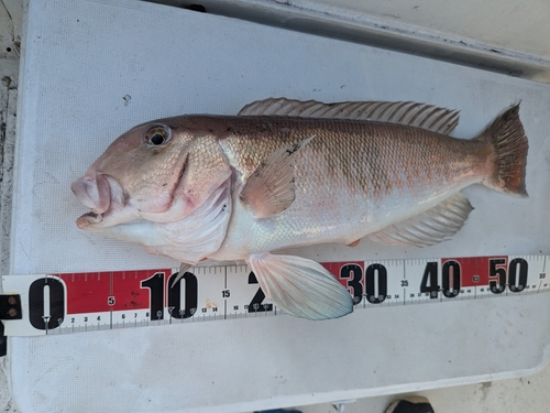 シロアマダイの釣果