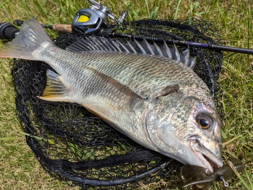 キビレの釣果