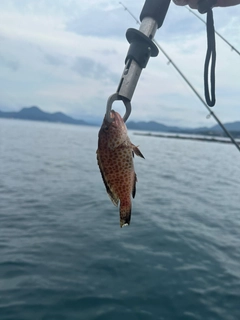 オオモンハタの釣果