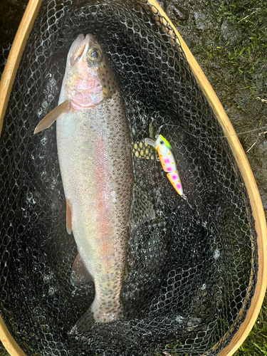 ニジマスの釣果