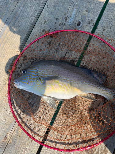 コロダイの釣果