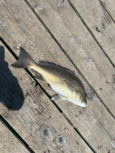 コロダイの釣果