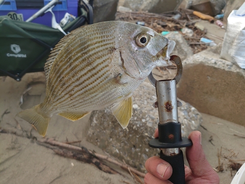 キビレの釣果