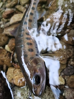 ニッコウイワナの釣果