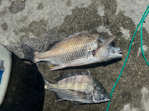 キビレの釣果