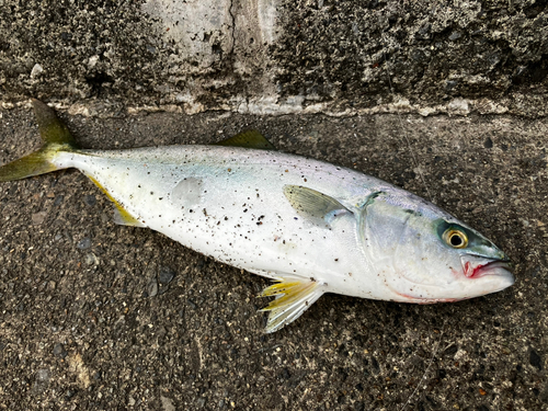 ワカシの釣果