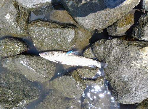 ニゴイの釣果