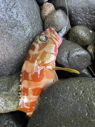 アカハタの釣果