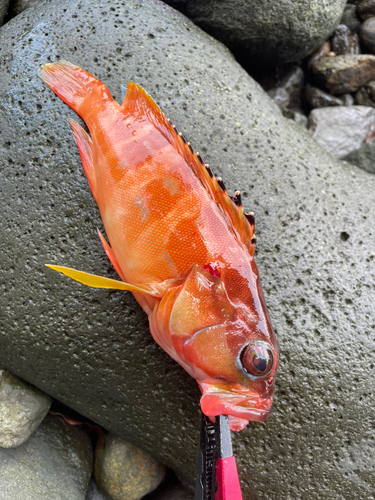 アカハタの釣果