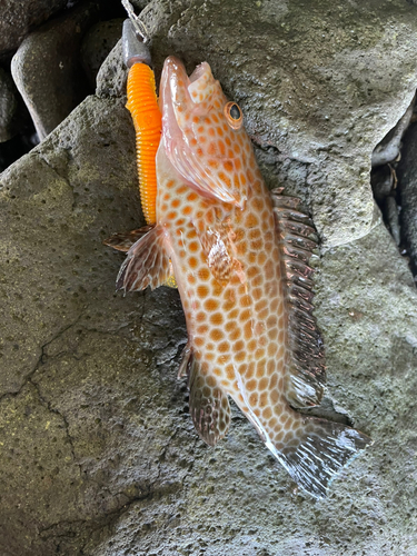 オオモンハタの釣果