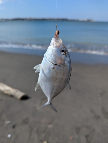 ロウニンアジの釣果