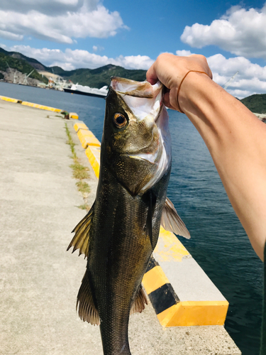 スズキの釣果