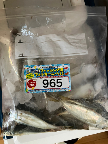 アジの釣果