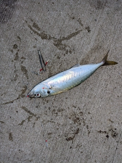 マルアジの釣果