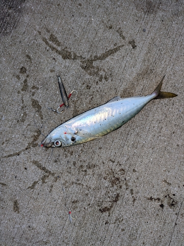 マルアジの釣果