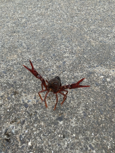 アメリカザリガニの釣果