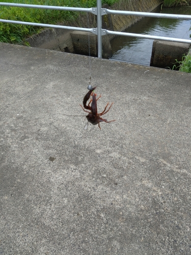 アメリカザリガニの釣果