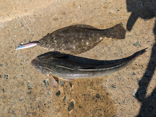 マゴチの釣果