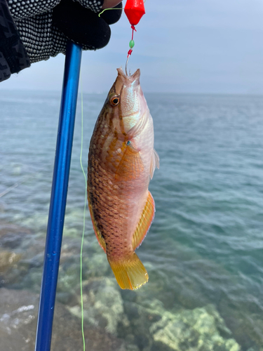 アカササノハベラの釣果