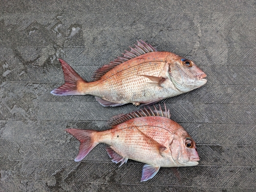 マダイの釣果