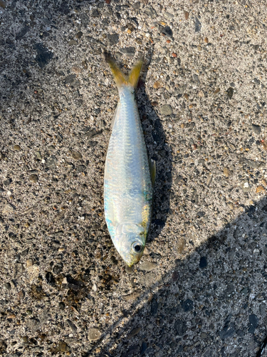 コノシロの釣果