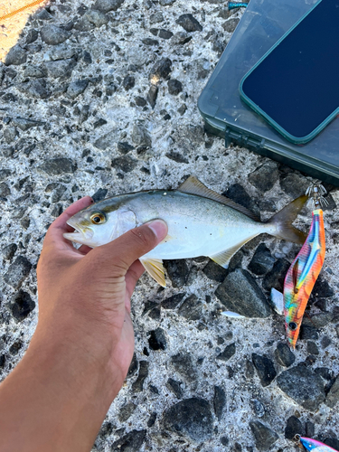 ネリゴの釣果