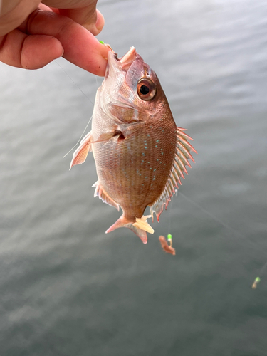 チャリコの釣果