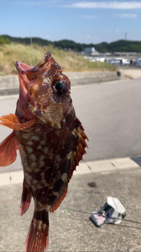 カサゴの釣果