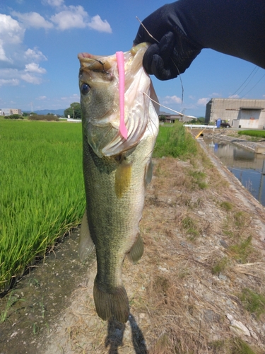 ブラックバスの釣果