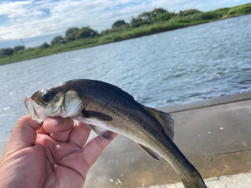 セイゴ（マルスズキ）の釣果