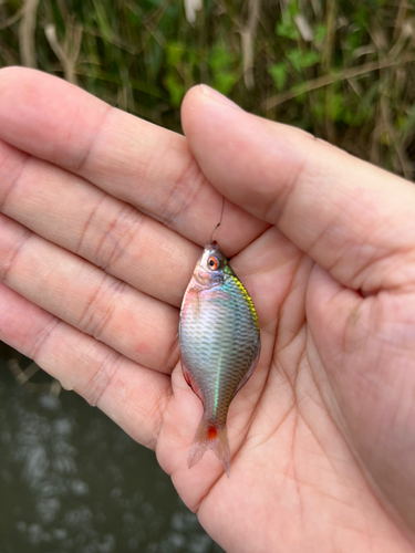 タイリクバラタナゴの釣果