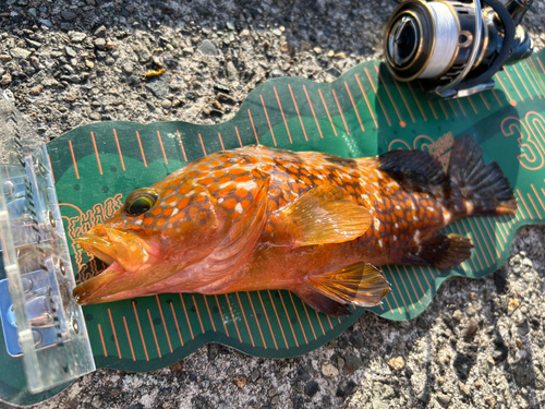 キジハタの釣果