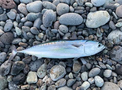 ソウダガツオの釣果