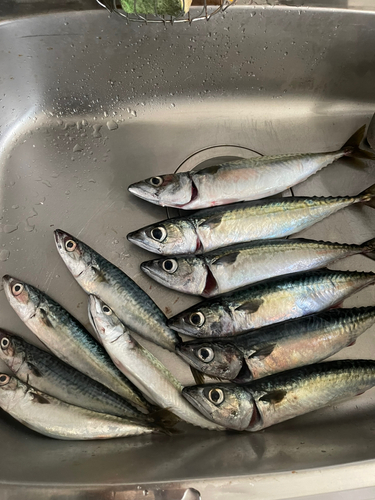 サバの釣果