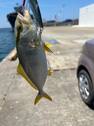 ネリゴの釣果